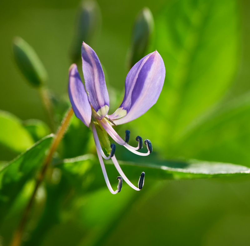 Andrographis