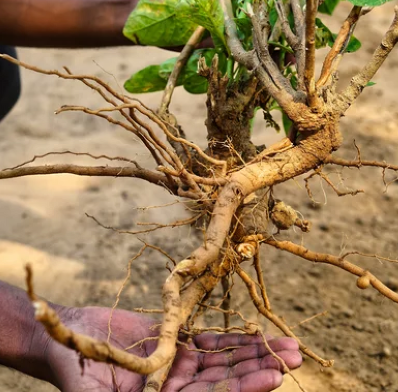 Ashwagandha