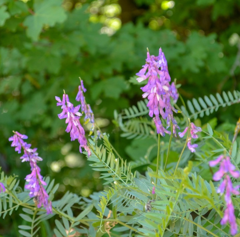 Astragalus