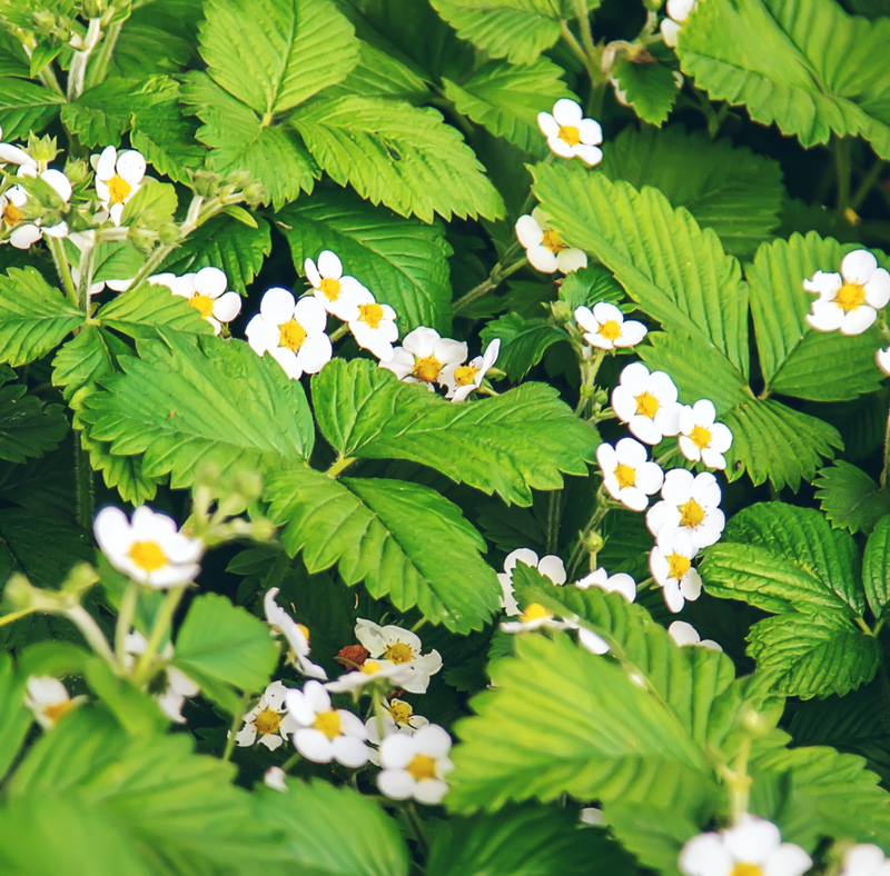 Bacopa Monnieri