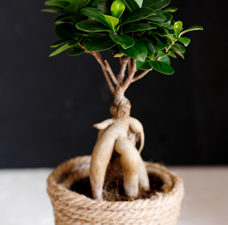 Ginseng
