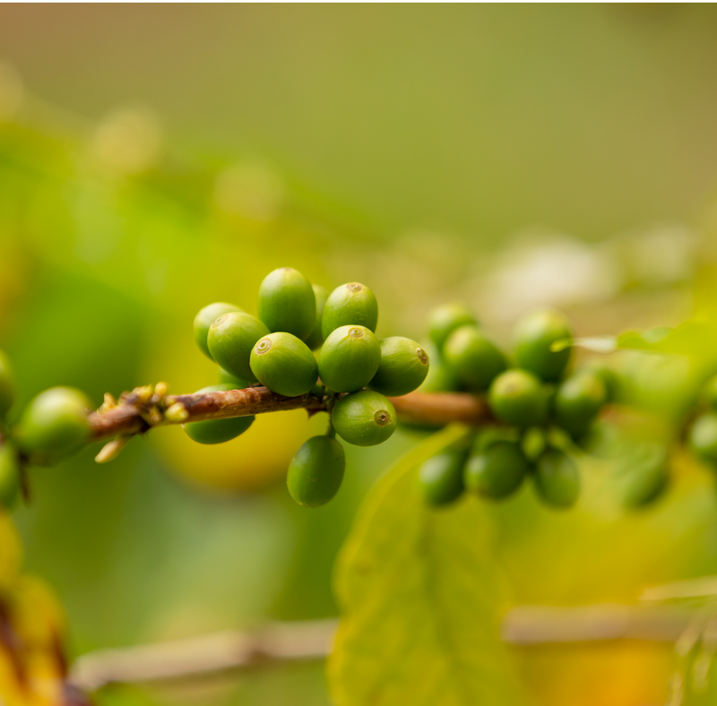 Green Coffee Bean