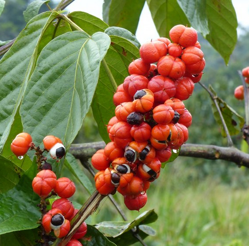 Guarana