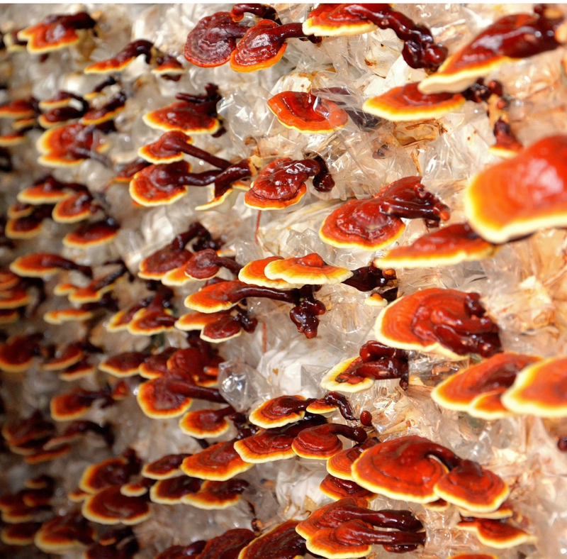 Reishi Mushrooms